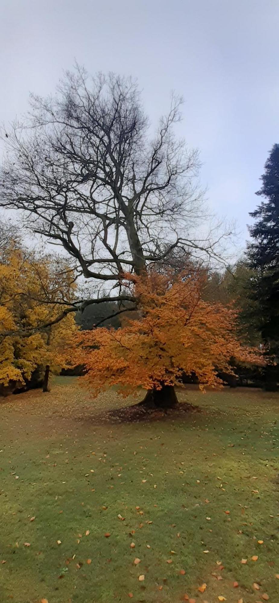 Domaine De Marchal - Chambres Et Table D'Hotes Celles-Sur-Durolle Zewnętrze zdjęcie